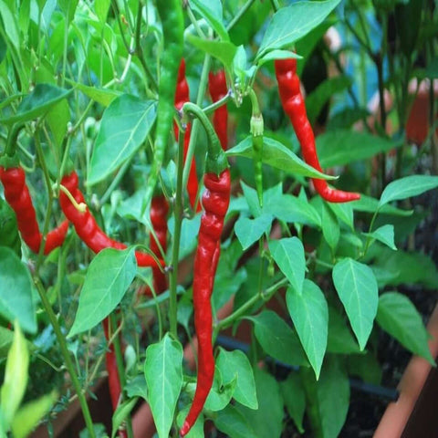 Hot Pepper India Jwala Finger Hot SeedPackset