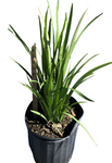 Dietes Iridioides 5Gallon White Dietes Iridioides Wild Iris 5Gallon Fr7