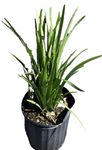 Dietes Iridioides 1 Gallon White Plant African Iris Named Iri Live Plant Fr7