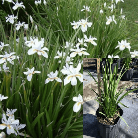 Dietes Iridioides 1Gallon White Plant African Iris White Plant Dietes Iridioides Named African Iri Live Plant Fr7
