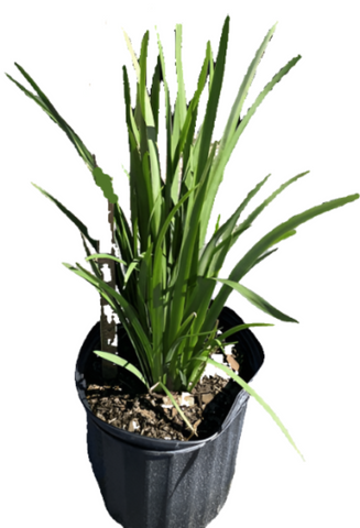 Dietes Iridioides 1Gallon White Plant African Iris White Plant Dietes Iridioides Named African Iri Live Plant Fr7