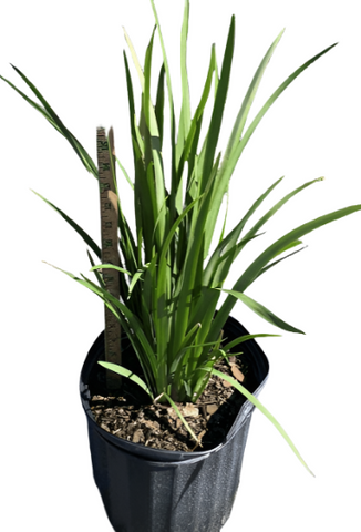 Hemerocallis Lemon Drop Fortnight Lily Dietes Plant Lemon Drop Moraea 5Gallon Live Plant Ht7