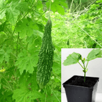 Bitter Melon Hybrid India Baby 4Inches Pot Plant Momordica Charantia Bitter Melon Bitte Live Plant Ht7 Best