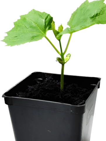Bitter Melon Hybrid India Baby 4Inches Pot Plant Momordica Charantia Bitter Melon Bitte Live Plant Ht7