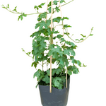 Bitter Gourd Hybrid China Pearl 1 Gallon Plant Bitter Melon Bitter Apple ht7 best