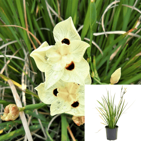 Dietes Bicolor 1Gallon Yellow Plant Dietes Bicolor Yellow Wild Iris 1Gallon Yellow Wild Iris Peacock Flower Evergreen