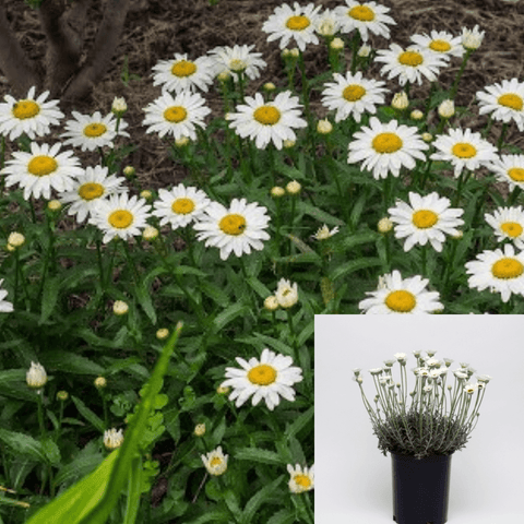 Chrysanthemum Hosmariense 1Gallon White Moroccan Daisy Matur Live Plant Mr7