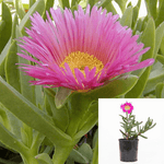 Agavaceae Carpobrotus Chilensis Agavaceae Succulent Drought Tolerant Pink 4Inches Pot Houseplant Succulent Drought Toler