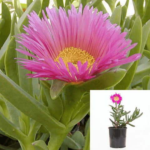 10 Cuttings Agavaceae Carpobrotus Chilensis Agavaceae Succulent Pink Plant Not Rooted