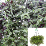 Tahitian Bridal Veil Plant Gibasis Pellucida 8Inches Pot Hanging Live Plant Vine Ht7