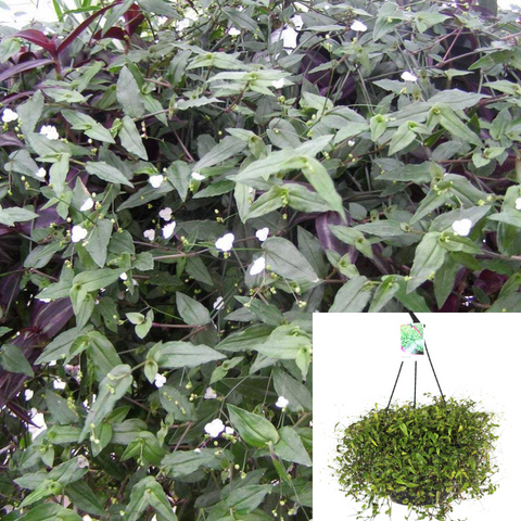 Tahitian Bridal Veil Plant 4Inches Pot Gibasis Geniculata Plant Hanging Live  white flower