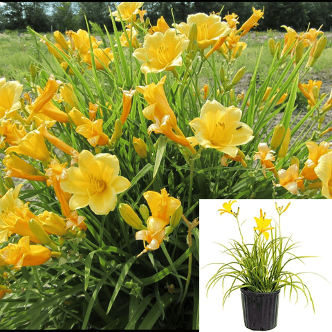 Hemerocallis Stella Doro 1Quart Hemerocallis Stella De Oro Yellow 1Quart Plant Daylily Compact Yellow Plant Mr7