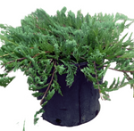 Juniperus Horizontal Bar Harbor 5Gallon Juniperus Horizontal Bar Harbor 5Gallon Juniperus Horizontalis 5Gallon Pot Outdoor Live Plant Fr7