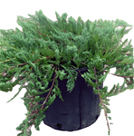 Juniperus Bar Harbor Plant Creeping Chinensis 1 Gallon Horizontalis Junip Live Plant Fr7