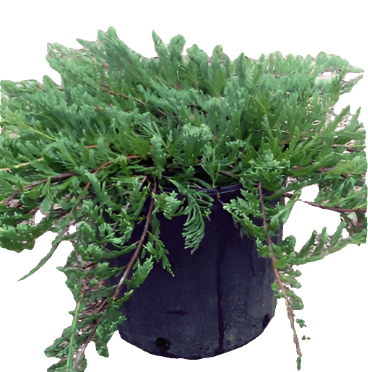 Juniperus Bar Harbor Plant Creeping Chinensis 1 Gallon Horizontalis Junip Live Plant Fr7