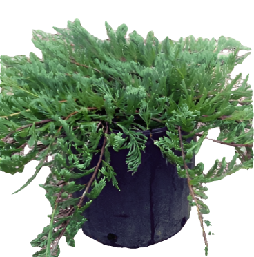 Juniperus Bar Harbor Plant Creeping Juniperus Chinensis 1Gallon Juniperus Chinensis Horizontalis Creeping Junip Live Fr7