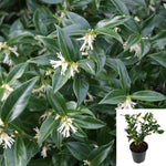 Sarcodatylis Patio Tree 5Gallon Fragrant Sweetbox Live Plant Outdoor Gg7