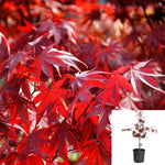 Acer Palmatum Emperor 5Gallon Acer Pal Red Bloodgood Japanese Maple Tree Gr7 Live Plant