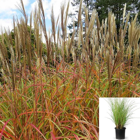 Miscanthus Sin Purpurascens 5Gallon Pot Chinese Silver Grass Plant Grass + Live Plant Ho7