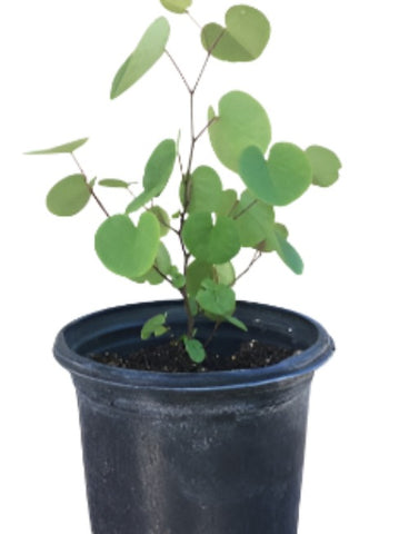 Cercis Occidentalis Multi 1Gallon Cercis Occidentalis 1Gallon Snow In Summer Live Plant Outdoor Mr7Ht7