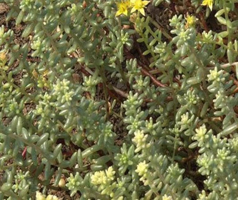 5 Cuttings Sedum Nudum Agavaceae Succulent houseSucculent Plant Not Rooted