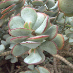 5 Cuttings Crassula Arborescens Agavaceae Succulent houseSucculent F Plant Not Rooted