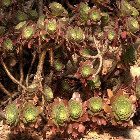5Cuttings Aeonium Leucoblepharum Agavaceae Succulent Green Black Rose house Plant Not Rooted