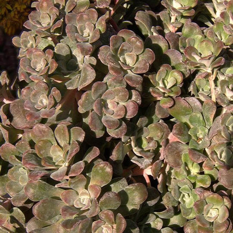 5 Cuttings Sedum Spathulifolium Agavaceae Succulent houseSucculent Plant Not Rooted