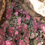 5 Cuttings Hylotelephium Cauticola Agavaceae Cliff Dwelling Stonecrop houseSucculent Plant Not Rooted