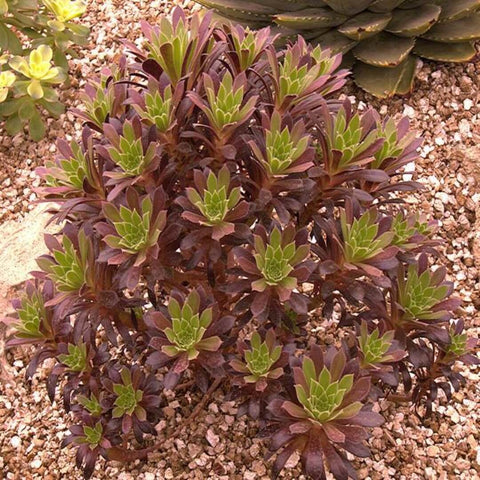 3 Cuttings Aeonium Xlogan Rock Agavaceae Succulent houseSucculent Plant Not Rooted