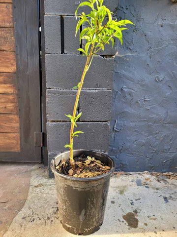 Fruit Snow Beauty White Subacid Peach Plant 5 GallonPlant Snow Beauty Peach Plant Outdoor Plant Fruit Tree Live Plant Dw