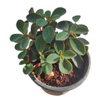 Peperomia Japonica Plant 4Inches Peperomia Low Maintenance Peperomia Plant House live plant Ht7