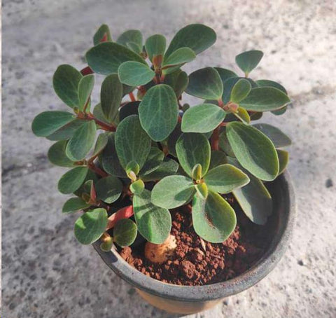 Peperomia Japonica Plant 4Inches Peperomia Low Maintenance Peperomia Plant House live plant Ht7
