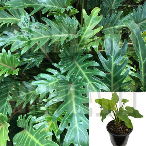 Philodendron Danadu Plant Indoor Rare 6Inches Pot Indoor Premium Live Plant All Ht7 Best