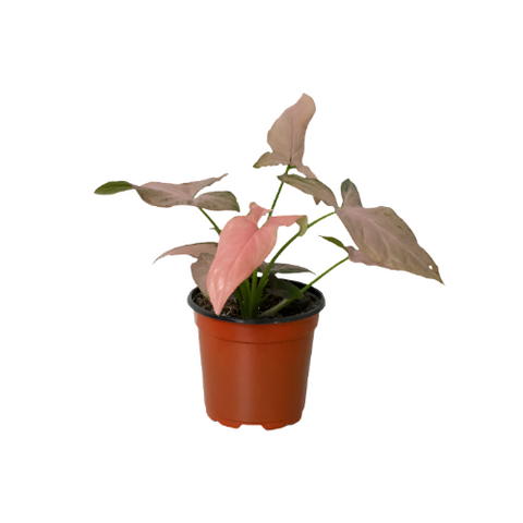 Pink Splash Syngonium Plant 4Inches arrow head Plant Arrowhead Vines House live plant Ht7 Best