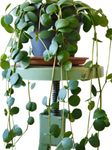 Peperomia Hope String Of Coin Hard Leaves Trailing Jade Peperomia Plant 1 Gallon Trailing Peperomia Rotundifolia Ht7