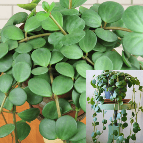 Peperomia Hope String Of Coin Hard Leaves Trailing Jade Peperomia Plant 1 Gallon Trailing Peperomia Rotundifolia Ht7