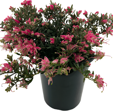 Grevillea Canberra Pink Pearl 5Gallon Pink Pearl Grevillea Plant Flower Outdoor Live Plant Ho7