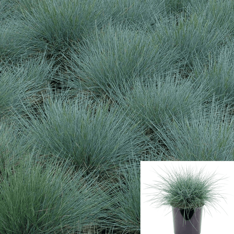 Festuca Rubra 1Gallon Festuca Rubra Blue Fescue Creeping Fescue Gras Live