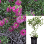 Callistemon Violaceae Standard Tree 5 Gallon Lavender Bottlebrush Pink Purple Multi Branches Mr7 Live Plant