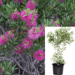 Callistemon Violaceae 5Gallon Lavender Bottlebrush Pink Purple Plant Multi Branches Tree Outdoor Live Plant Ht7