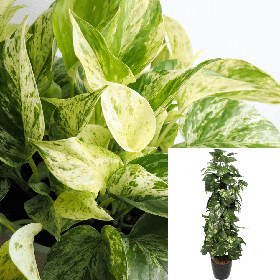 hanging marble queen pothos Pothos Marble Queen 5 Gallon Ht7 Indoor Houses Air Purifying Vine Live – NNplant