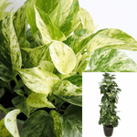 Pothos Marble Queen 5 Gallon Indoor Houses Air Purifying Vine Hanging Live Vine Ht7 Best