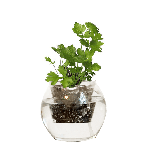 Round Clear Pot Glass Planter Glass Self Watering Pot Fish Bowl Planter Hydroponic Planter Live Plant