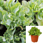 Jade Jade Ruffle Jade Crassula Arborescensubsp Undulatifolia 4Inches Pot Houseplantcp9 Live Plant Ht7 Best