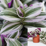 Tradescantia Nanouk Plant 4Inches Pot rare Fantasy Venice Spiderwort Nanouk Purple Live Plant Ht7 Best