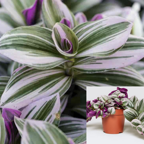 Tradescantia Nanouk Plant 4Inches Pot  rare Fantasy Venice Spiderwort Nanouk Purple Live Plant Ht7 Best