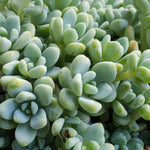 10 Cuttings Sedum Clavatum Tiscalatengo Gorge Sedum Succulent Drought Tolerant Live Plant Not Rooted