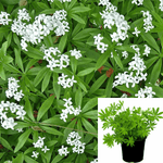 Galium Odoratum Plant Sweet Woodruff White 1Quart Pot Plant Sweet Woodruff Sweetscented Bedstraw Bedstraw Ht7