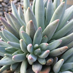 3Cuttings Pachyphytum Hookeri Agavaceae Succulent Spike Green Blue Succulent Plant Not Rooted